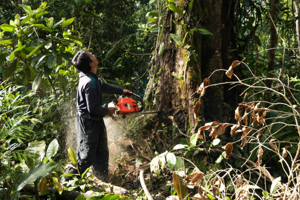 Best Emergency Tree Removal  in USA